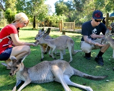 紐澳假期~黃金海岸輕鬆7日(擁抱無尾熊、酒莊品酒、黃金海岸遊船)